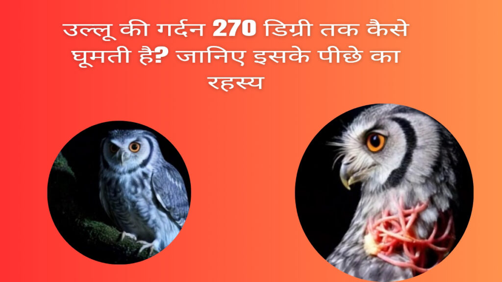 उल्लू