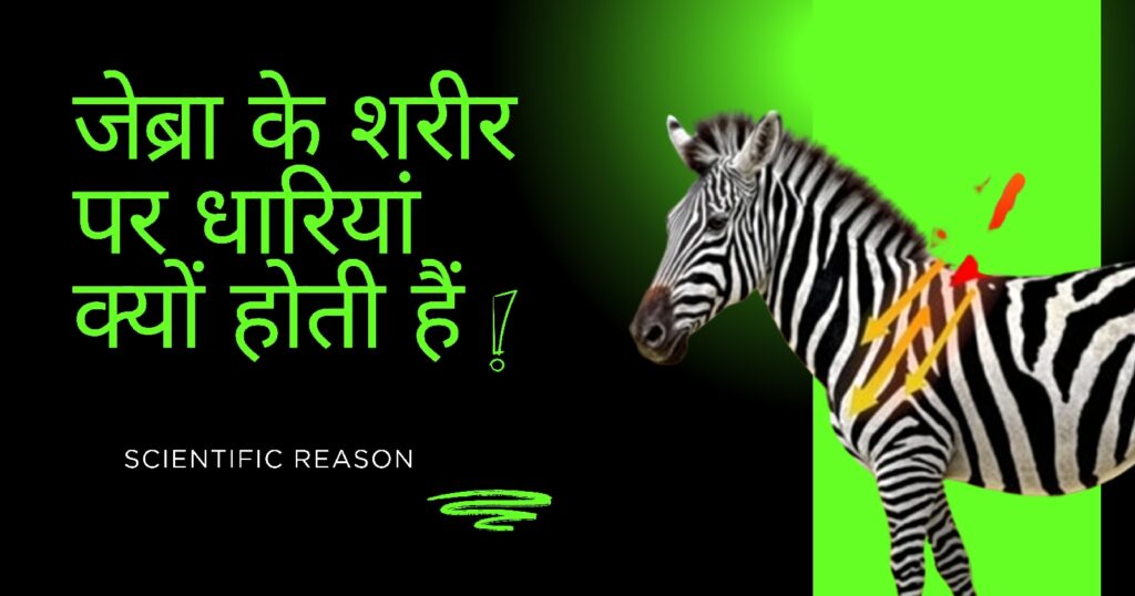 जेब्रा की धारियाँ क्यों होती हैं? वैज्ञानिकों का चौंकाने वाला खुलासा!