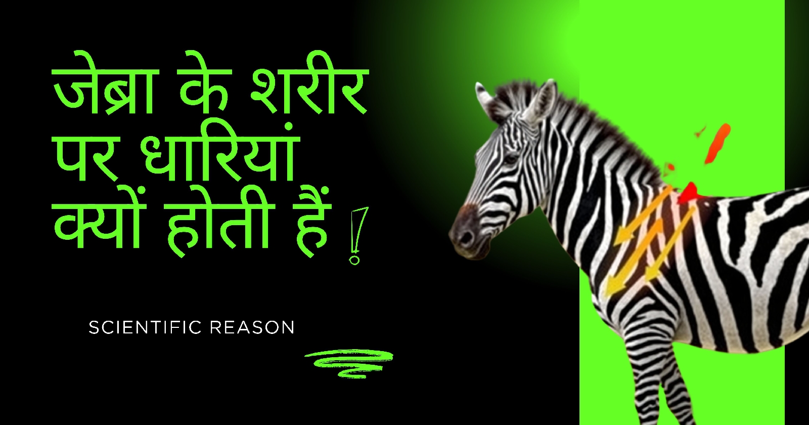जेब्रा की धारियाँ क्यों होती हैं? वैज्ञानिकों का चौंकाने वाला खुलासा!