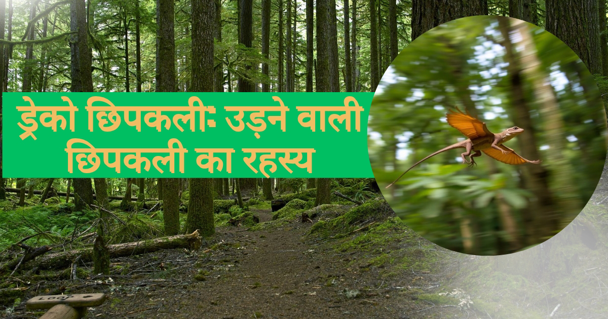 ड्रेको छिपकली: उड़ने वाली छिपकली का रहस्य