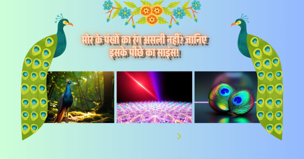 मोर के पंखों का रंग असली नहीं? जानिए इसके पीछे का साइंस!