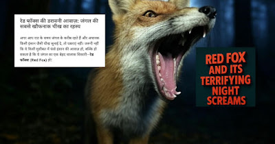 रात के जंगल में चीखता हुआ रेड फॉक्स