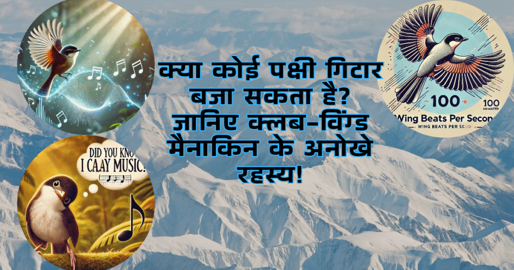 जानिए क्लब-विंग्ड मैनाकिन के अनोखे रहस्य!