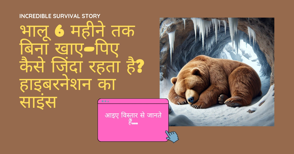भालू 6 महीने तक बिना खाए-पिए कैसे जिंदा रहता है? जानिए हाइबरनेशन का पूरा साइंस।