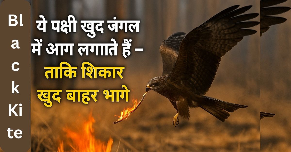 A Black Kite bird spreading fire to hunt in dry grassland