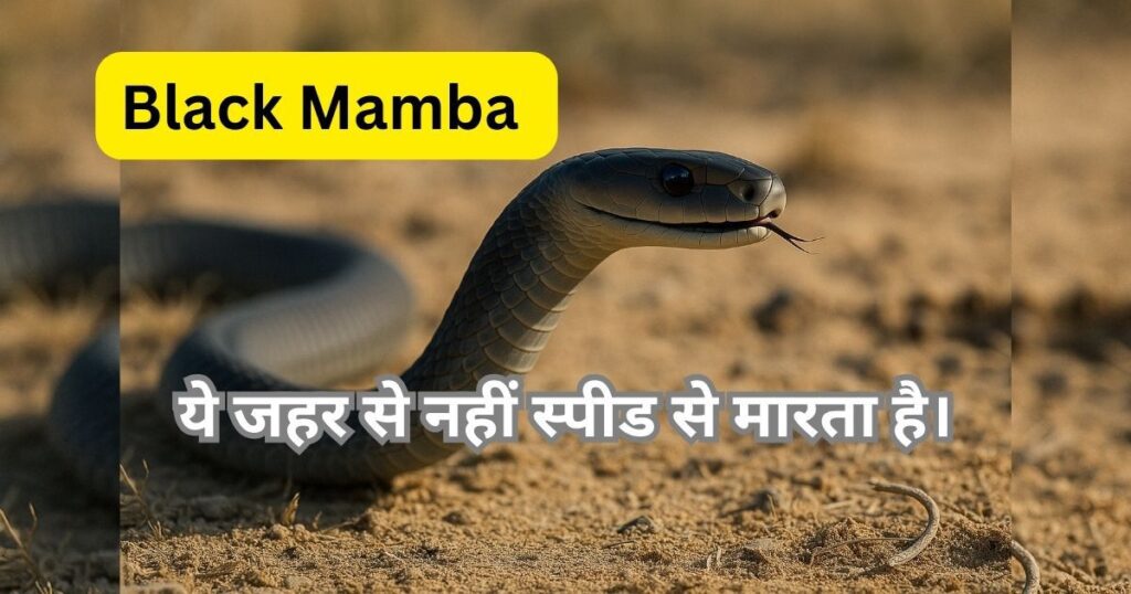 A Black Mamba snake ready to strike on a dry savanna ground
