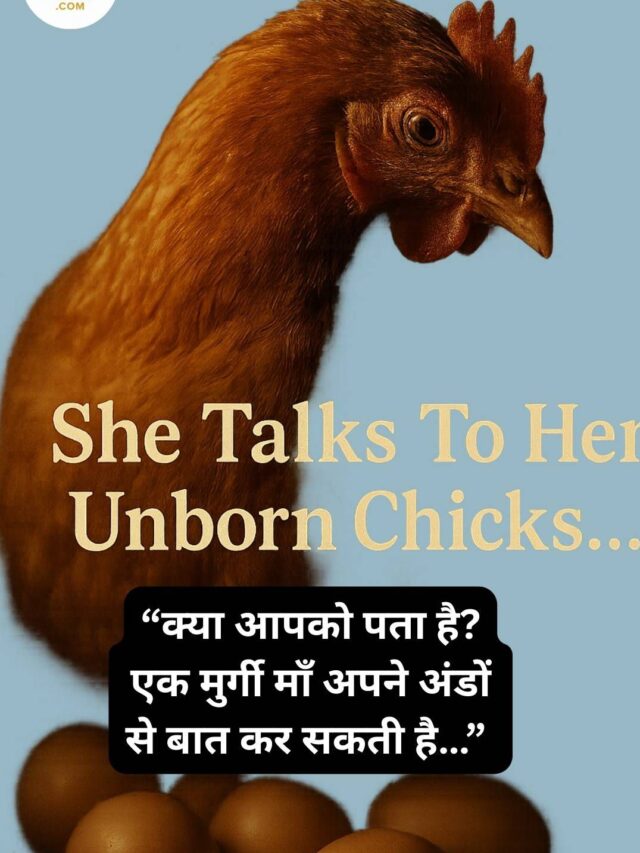 एक माँ जो अंडों से बात करती है – मुर्गी और उसके बच्चों की सच्ची कहानी