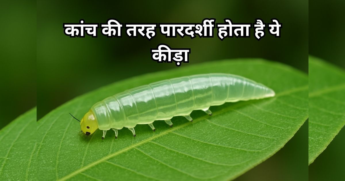 A translucent Glasswing Butterfly caterpillar resting on a green leaf with visible internal organs