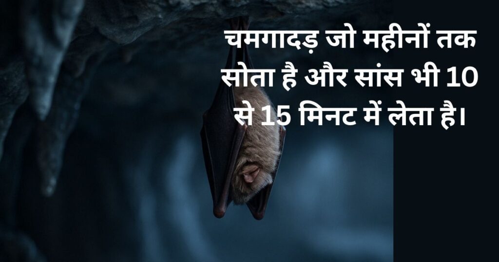 Bat hanging still in a dark cave during hibernation