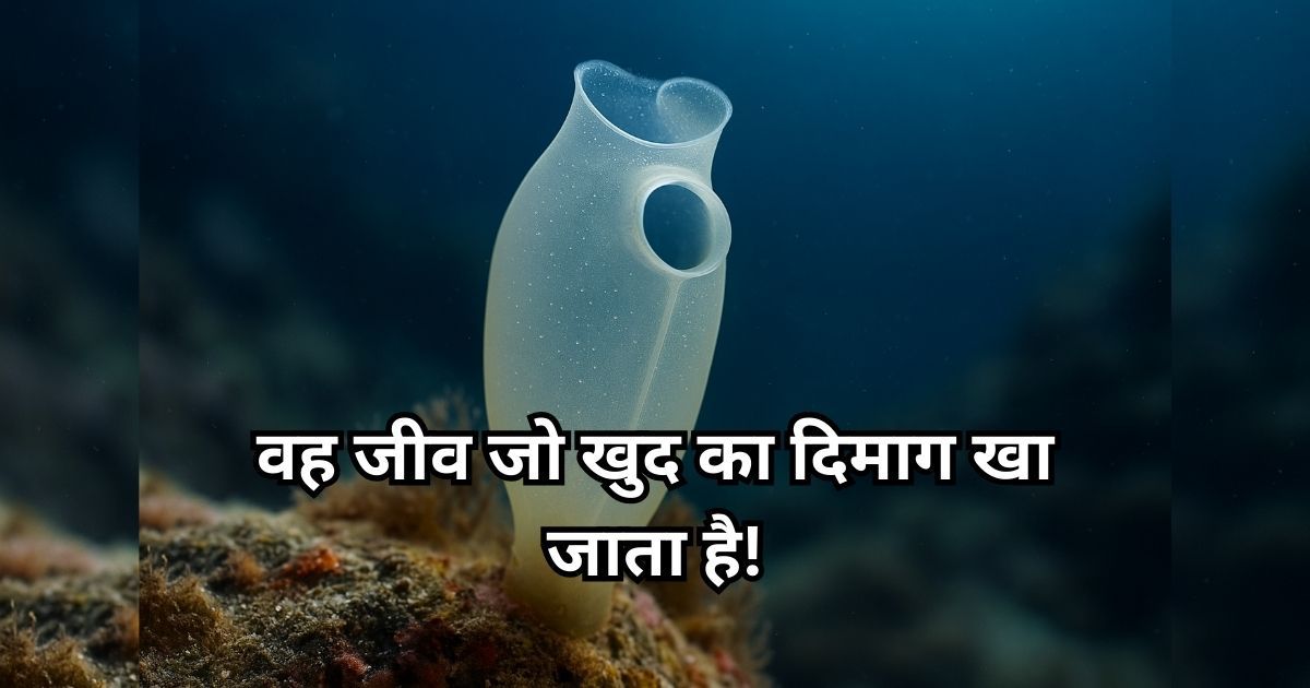 A translucent sea squirt with dual siphons attached to an underwater rock surface