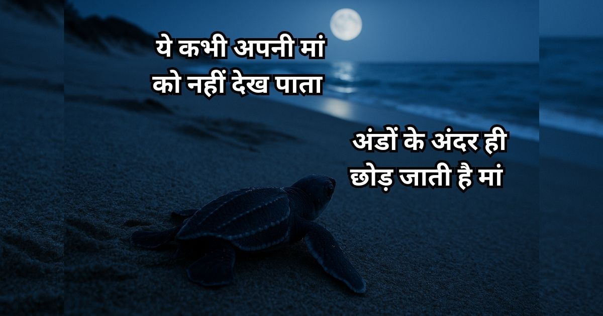 A newborn leatherback sea turtle crawling toward the ocean under moonlight