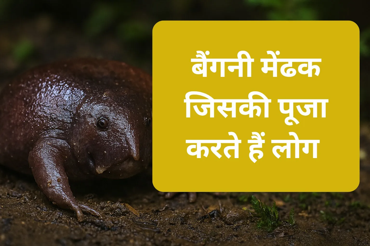 भारतीय बैंगनी मेंढक: साल में सिर्फ दो हफ्ते बाहर आने वाला भारत का सबसे अनोखा मेंढक