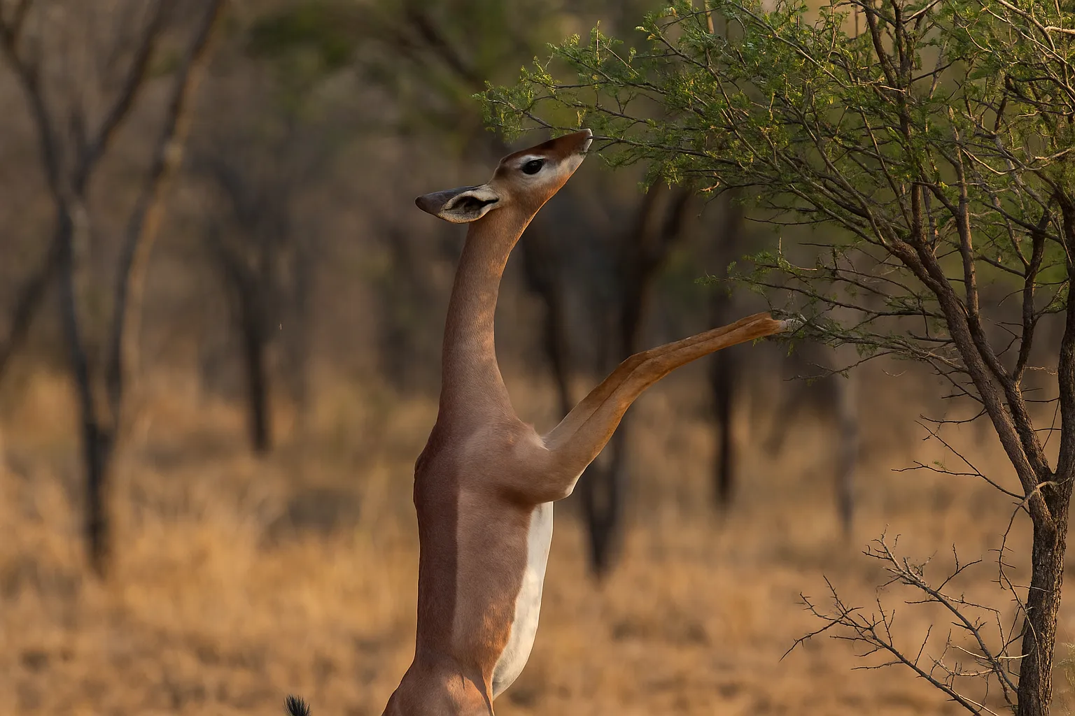 Gerenuk: वो हिरण जो जंगल में योगी बन गया!