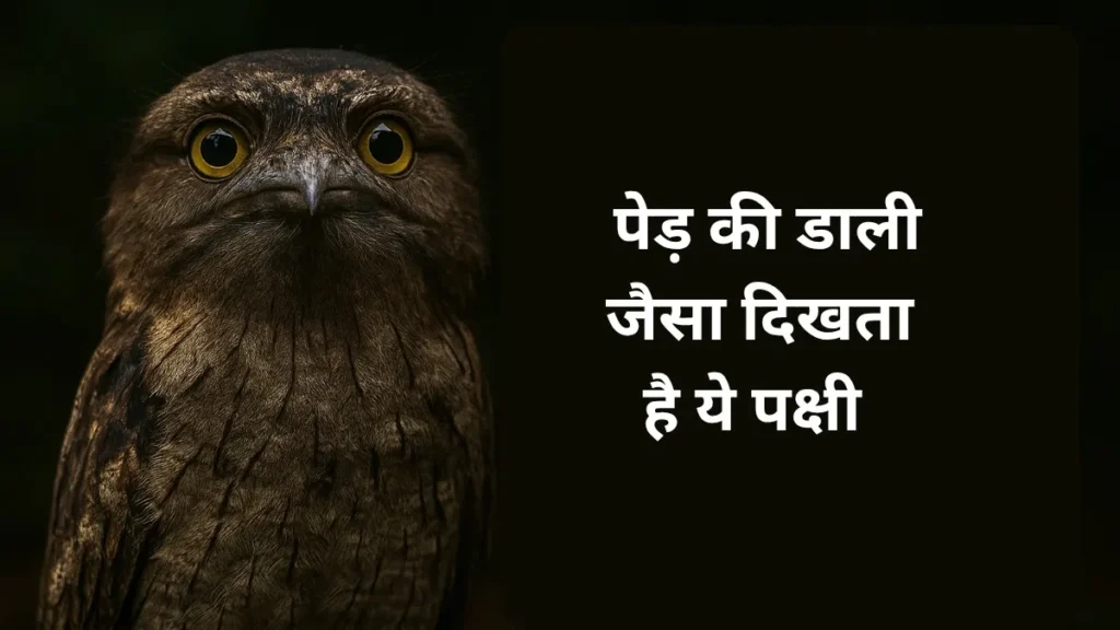 Frogmouth Bird एक ऐसा पक्षी है जो छलावरण में माहिर होता है और दिन में पेड़ जैसा दिखता है
