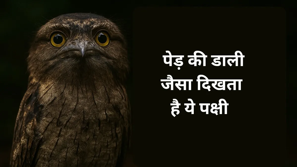 Frogmouth Bird: दिन में अदृश्य, रात में डरावनी आवाज़ – प्रकृति का सबसे बड़ा छलावा