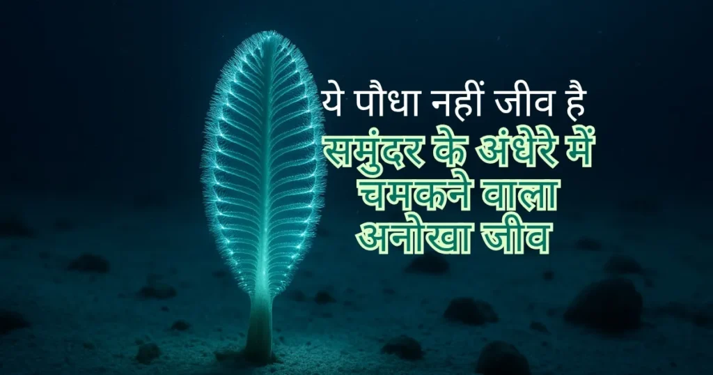 समुद्र के अंधेरे में चमकने वाला सी पेन (Sea Pen)