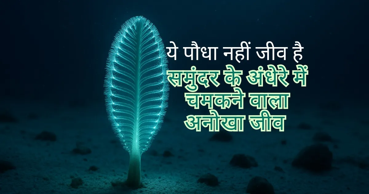 सी पेन: समुंदर के अंधेरे में चमकने वाला अनोखा जीव