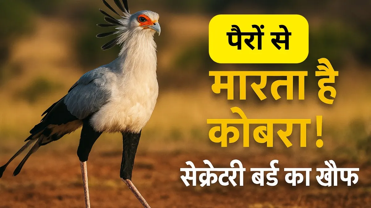 सेक्रेटरी बर्ड: ज़मीन पर चलने वाला कोबरा का सबसे बड़ा दुश्मन